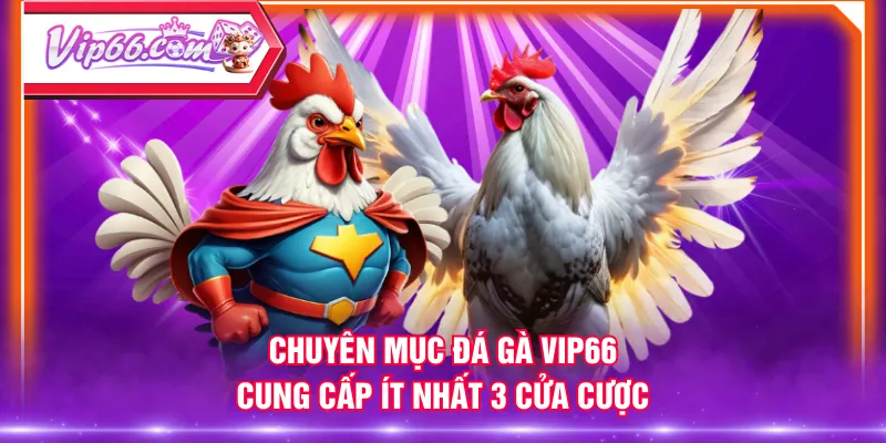 Chuyên mục Đá Gà VIP66 cung cấp ít nhất 3 cửa cược